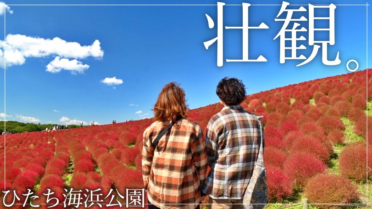 【茨城観光】ひたち海浜公園のコキア。絶景と行列グルメ。