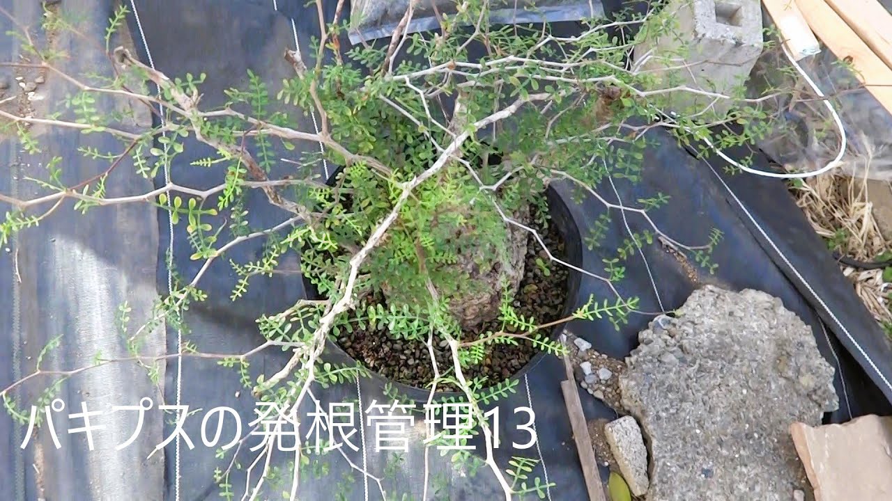 Operculicarya pachypus　の発根管理　その13
