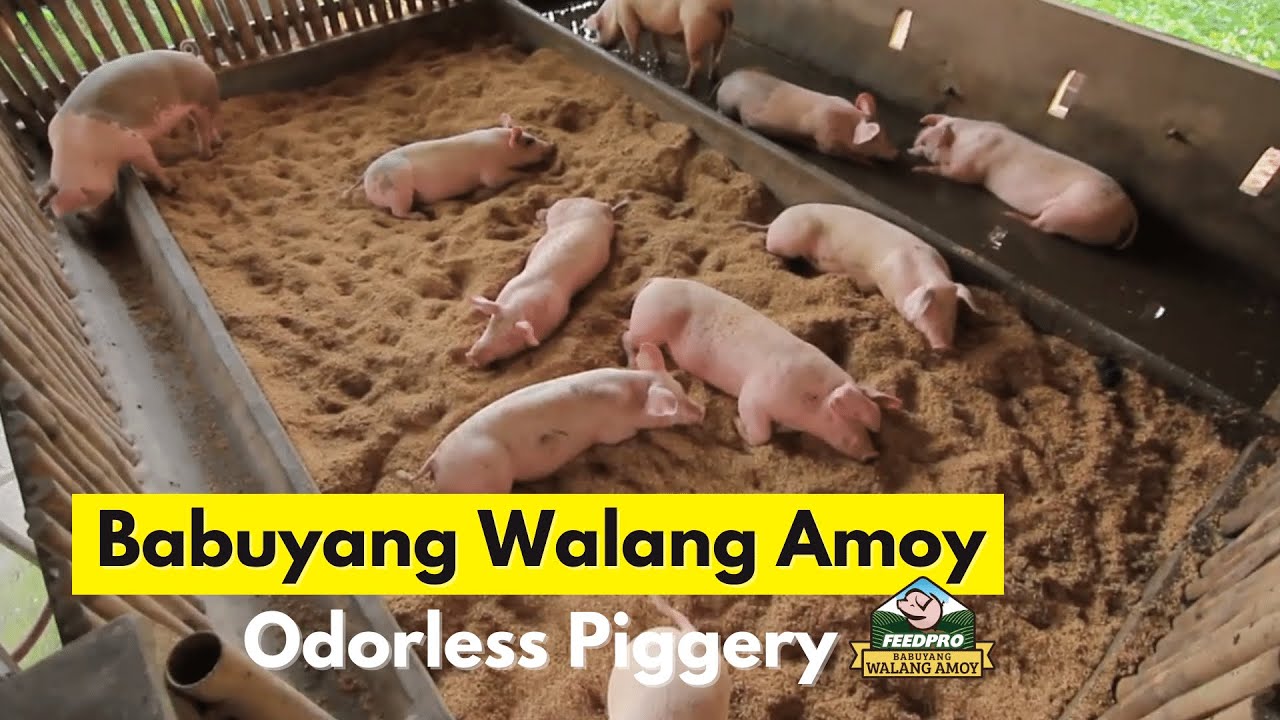 Feedpro - Babuyang Walang Amoy Information Center, Kaagapay mo sa matagumpay na pagbababuyan (2020)
