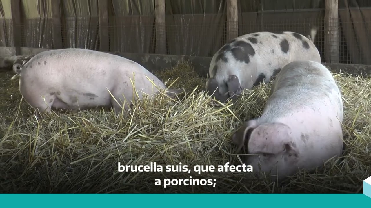 Brucelosis: avanzan en el control y el diagnóstico molecular