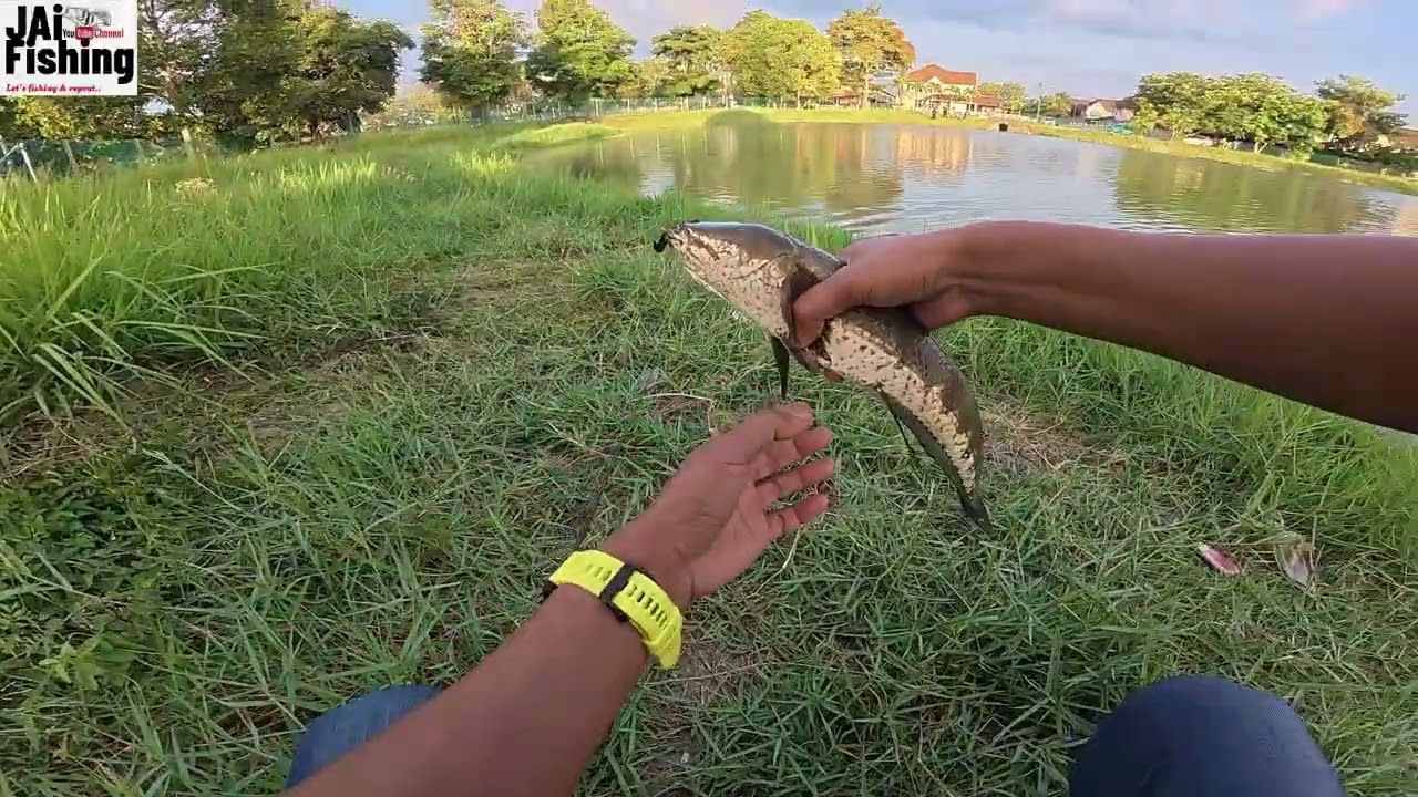 Casting Haruan@snakehead Bersaiz Purba