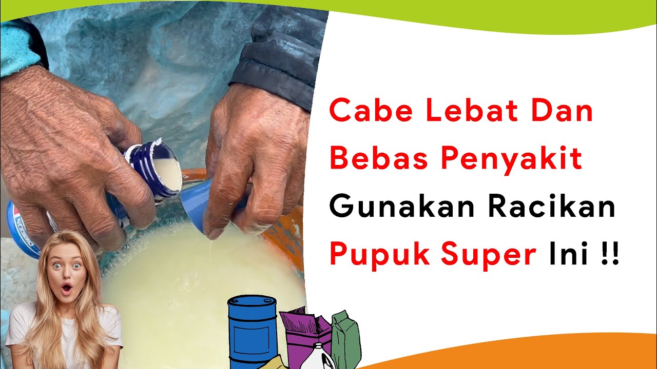 Racikan Pupuk Super Fase Vegetatif, Cabe Tumbuh Cepat Tanpa Penyakit Musim Hujan