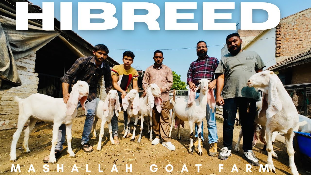 Mashallah Goat Farm Limdi Gujarat ( Ahmedabad) Hiped & Hibreed Ka Farm Imran Bhai