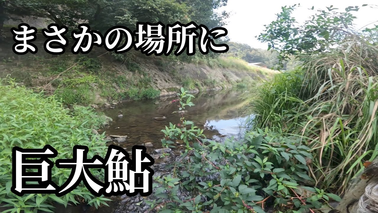 本流の隣りにひっそりと出来た小川が鮎の激アツポイントでした