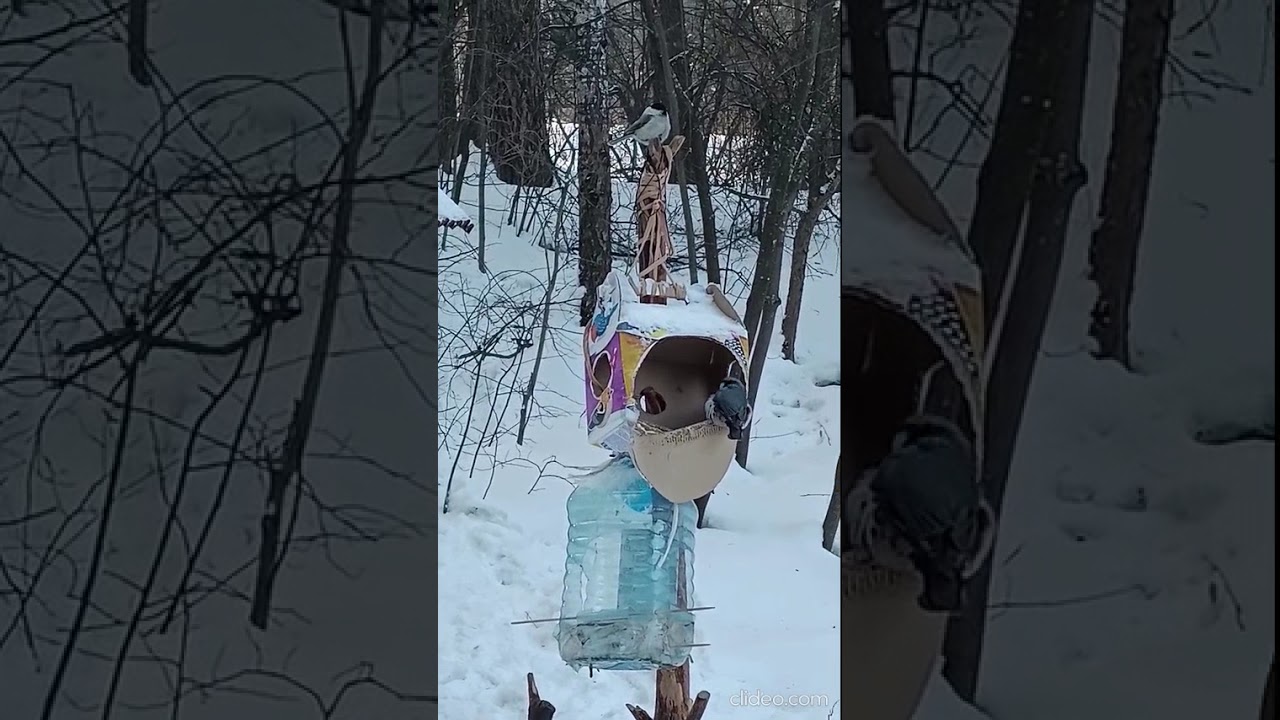 Дятел вдалеке, можно услышать как он долбит по дереву) В кормушку прилетал поползень и серая синица