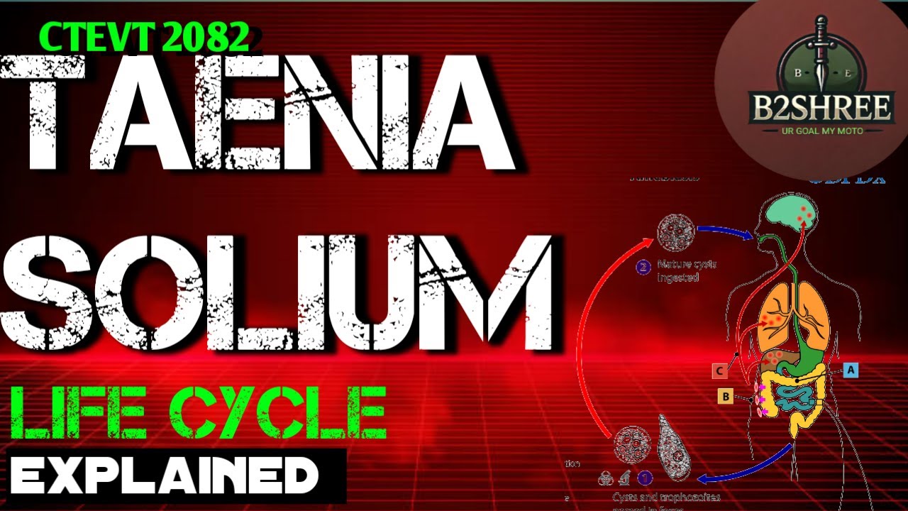 Life cycle of |TAENIA SOLIUM| EXPLAINED|2082| CTEVT fix | Model | B2SHREE