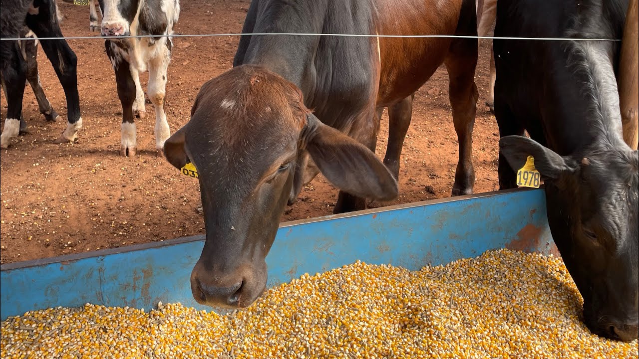 DESMAMANDO OS BEZERROS DAS VACAS E COLOCANDO NO CONFINAMENTO PURO GRÃO