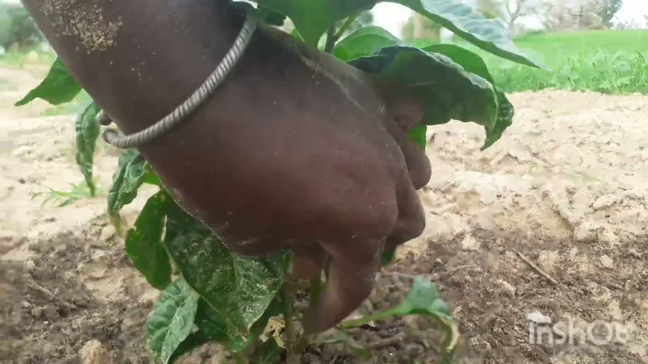 L'AGRICULTURE ET LE MARAÎCHAGE : QUELQUES PETITS CONSEILS POUR LES PLANTES DE PIMENT