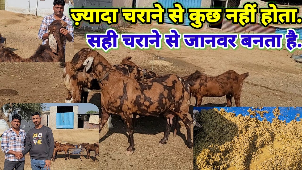 परफैक्ट डाइट से ही तंदुरुस्त जानवर बनता है. आधा अधूरा ज्ञान बड़ा खतरनाक.@sukant chawla #goat farming