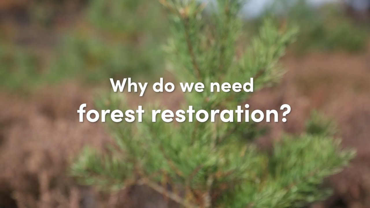 Forest Restoration - Interview with Dr. Elisabeth Pötzelsberger