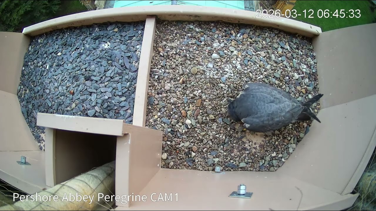 Peregrine 20260312 0641 Windy early morning chat