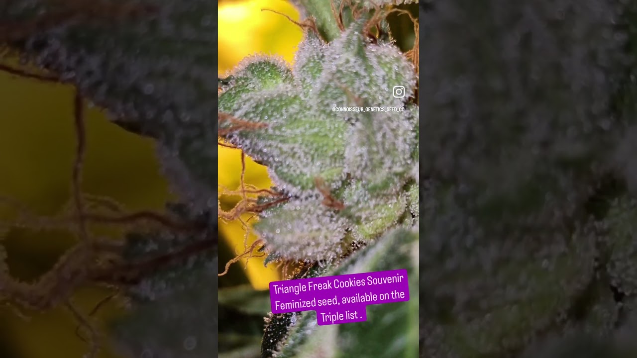 Triangle Kush clone x GSC Forum clone  x Haze Freak Male ( AG13 x GSC/AG13)