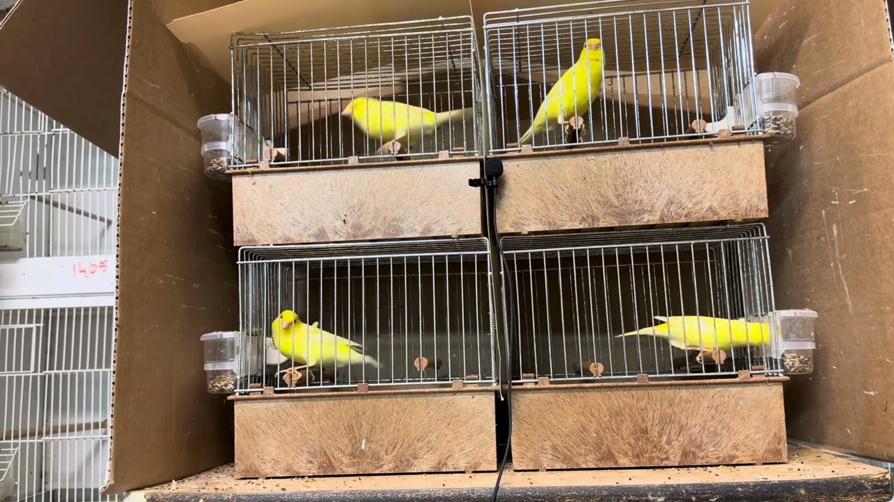 Young waterslager canaries performing beautiful water tours