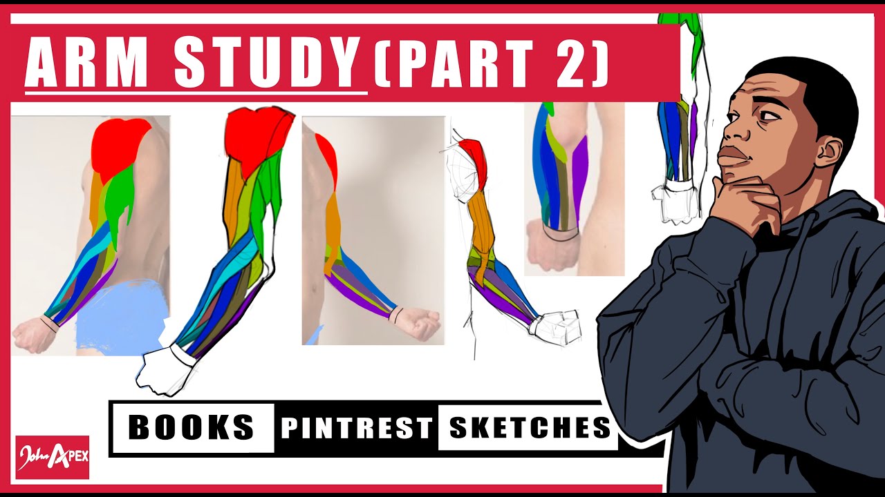 Arm anatomy study! reference breakdown + personal notes PART 2