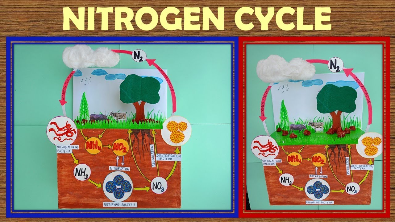 NITROGEN CYCLE | NITROGEN CYCLE WORKING MODEL | SCIENCE WORKING MODEL |  PHYSICS WORKING MODEL IDEAS