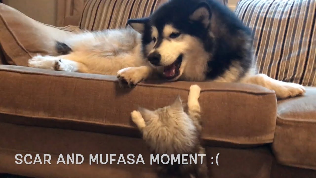 THE BEST CAT V DOG BATTLE EVER | MALAMUTE WITH CATS