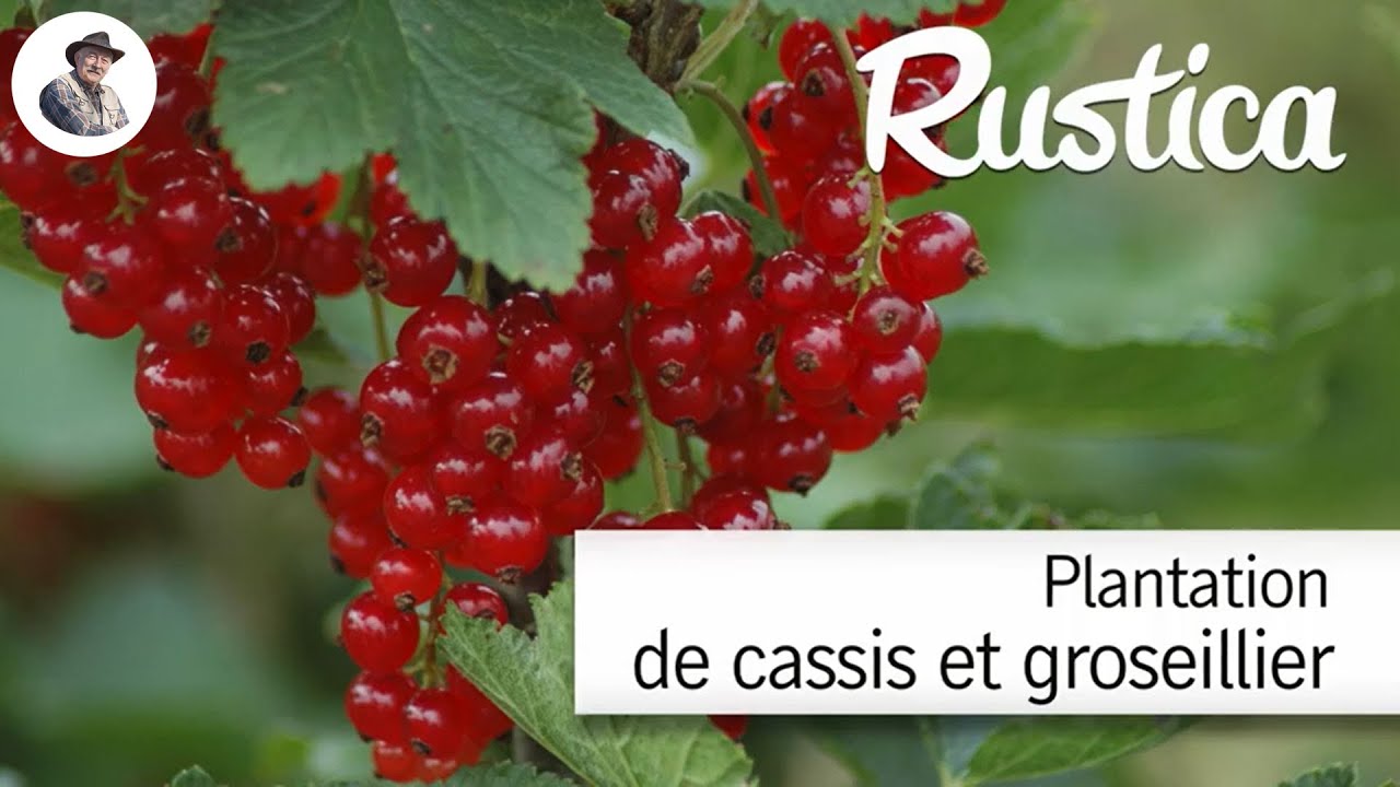 Comment planter des cassissiers et des groseilliers à grappes