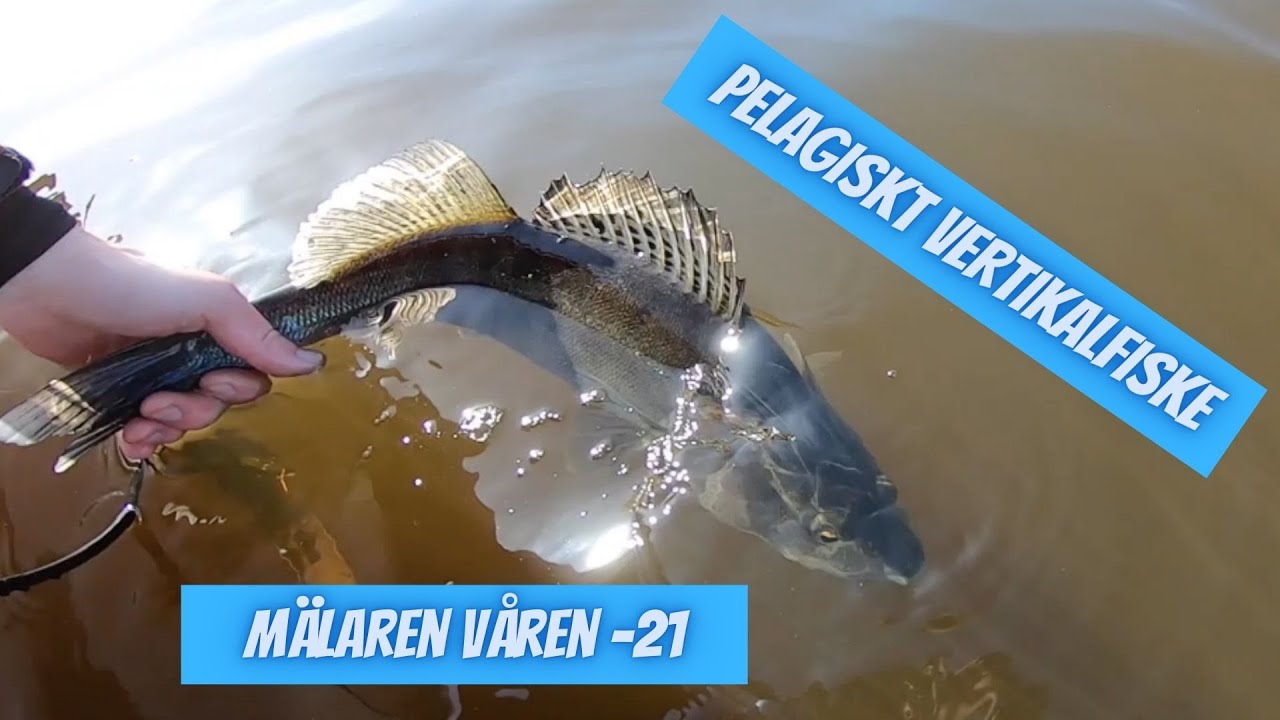 Pelagiskt Vertikalfiske Mälaren 210415