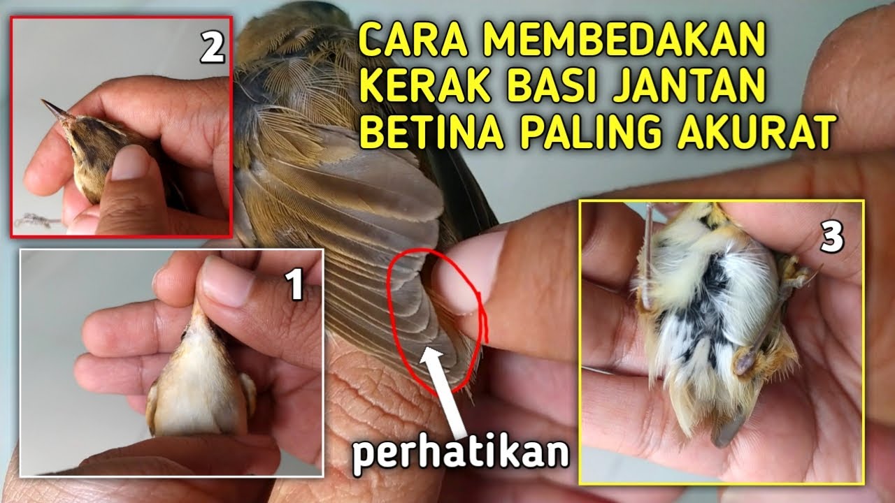 Mulai Sekarang jangan Asal2an Beli Kerak Basi Ombyokan! Tak kasih tau ilmunya
