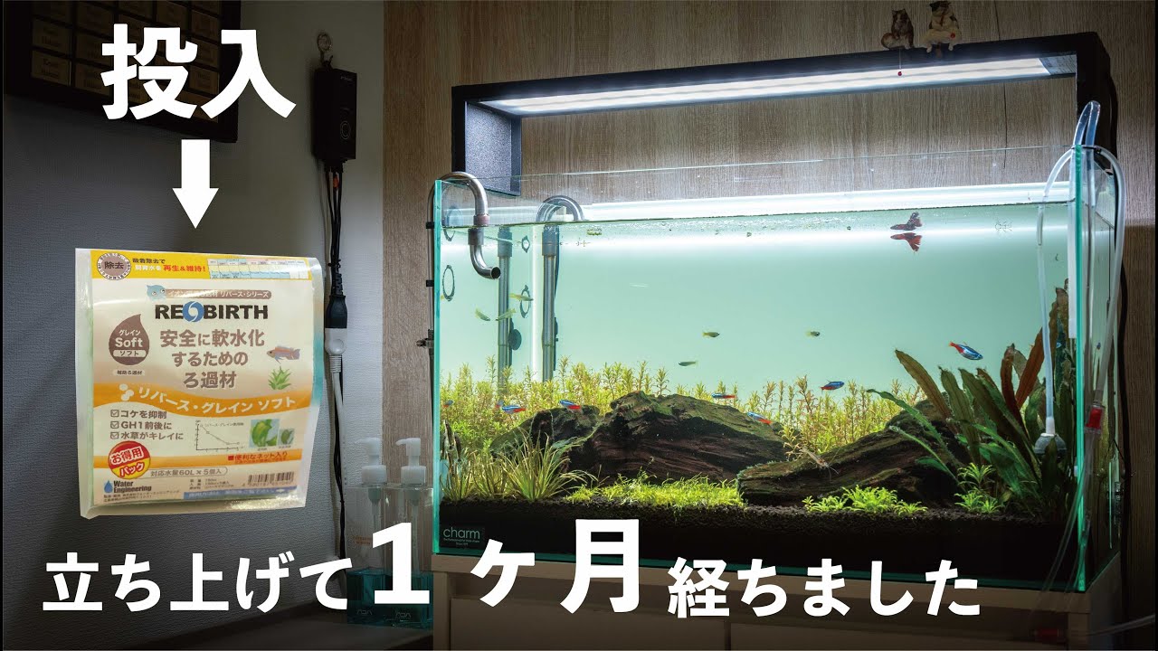 60センチ水槽を立ち上げてから1ヶ月経ちました/リバースグレインソフトを入れます/＃アクアリウム＃水草水槽＃熱帯魚