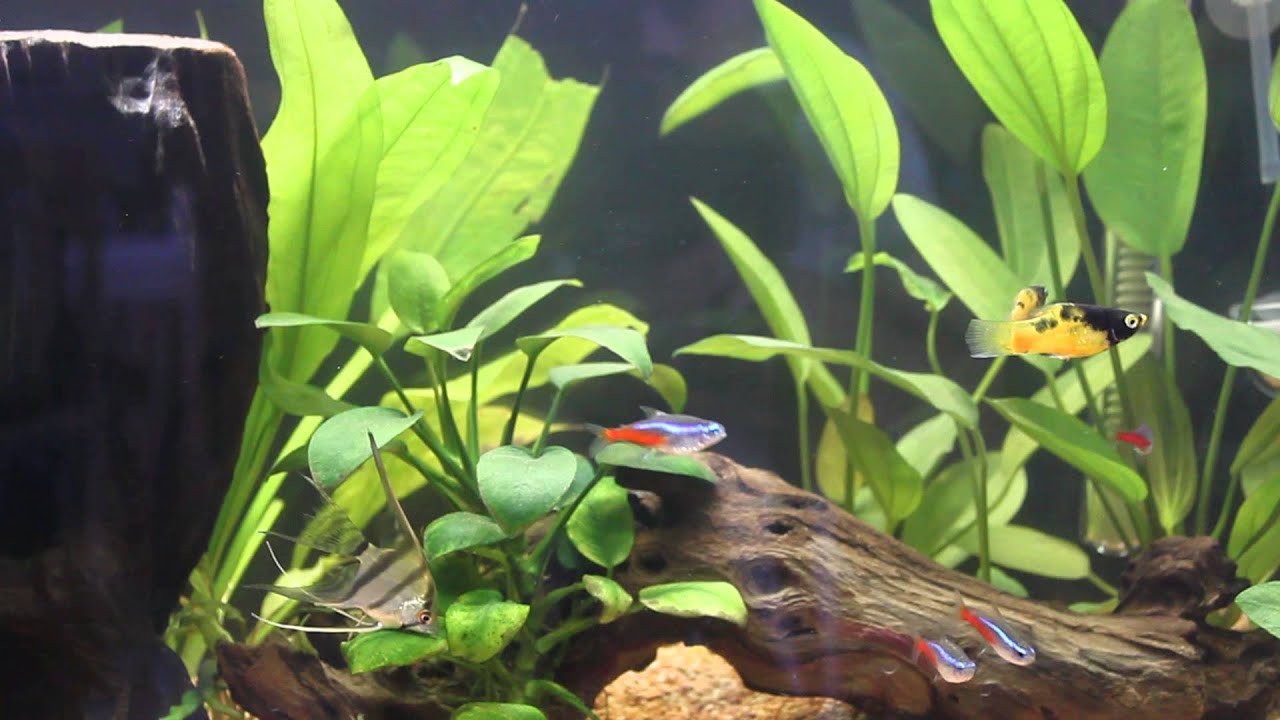 Aquario Plantado de 60 litros