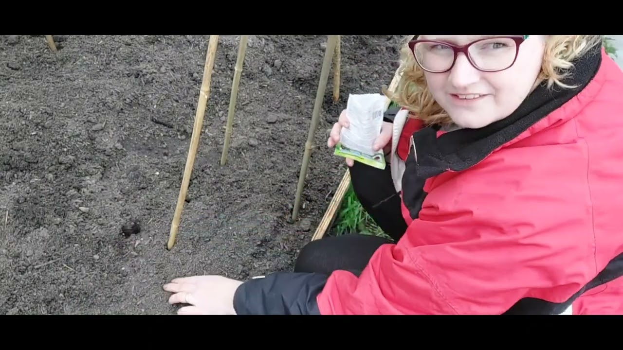 Bonen poten in de volle grond, April 2023.Hopen dat het goed gaat!#moestuin #tuinieren #ecofriendly