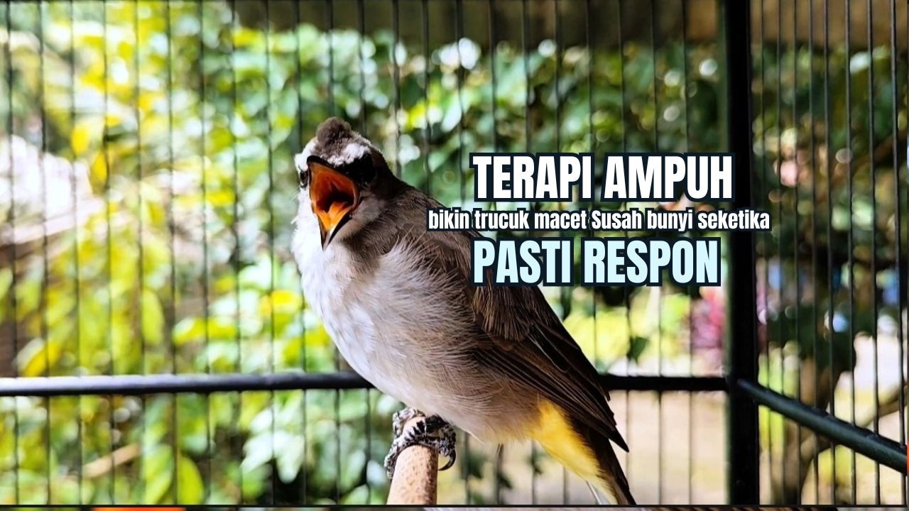 TRUCUKAN GACOR TARUNG ROPEL PANJANG Pancingan trucukan Agar Bunyi Jadikan Burung Trucuk Gacor Nyaut