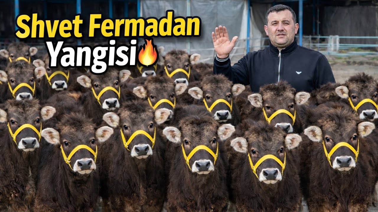 💥SHVET FERMA 🥇 Bunaqasi Kam ‼️ - Yosh Shvet G'unojinlar Sotuvda ✅✅