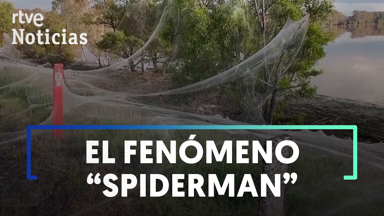 AUSTRALIA: Las ARAÑAS toman el relevo a los RATONES en una nueva PLAGA | RTVE Noticias
