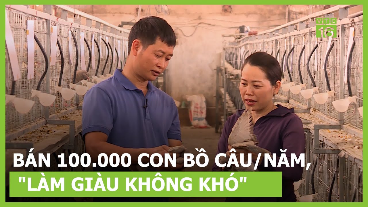 Xuất bán 100.000 con bồ câu/năm, anh nông dân 