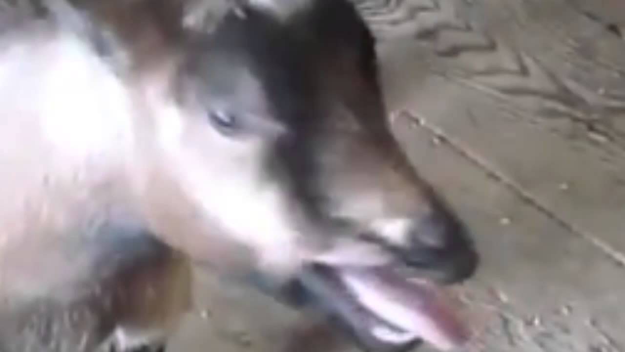 Crazy Frog - Axel F (Goat Remix)