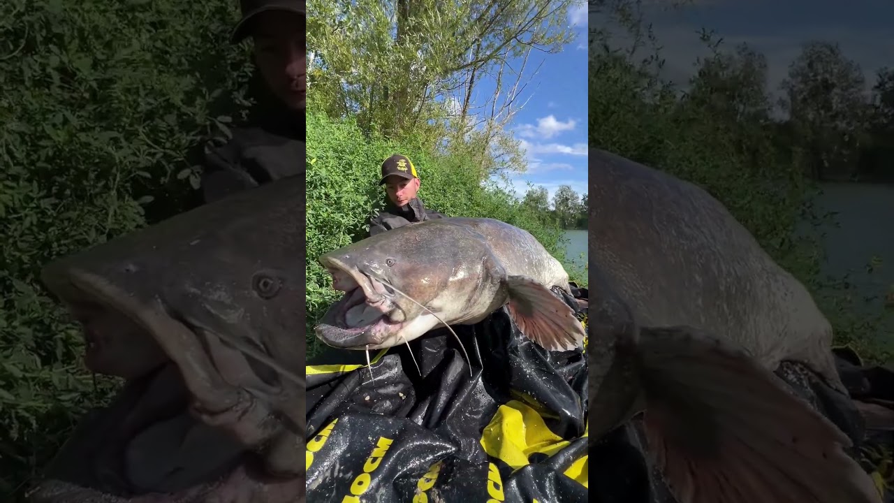 MONSTER CATFISH ALERT🚨🤯! Giant Fish Bigger Than the Boat😳! Vertical Catfish fishing in France