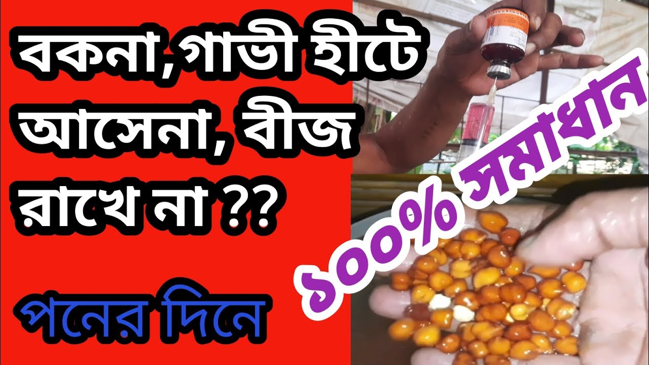 বকনা ও গাভীকে  হীটে আনা ও বীজ কনসিভ করেনার ১০০% সফলতার উপায় ।