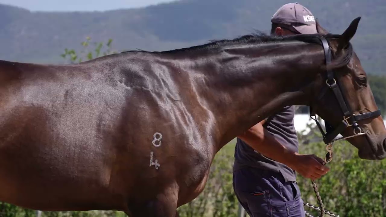 Hellbent x Tender Mercies Filly - February 2026