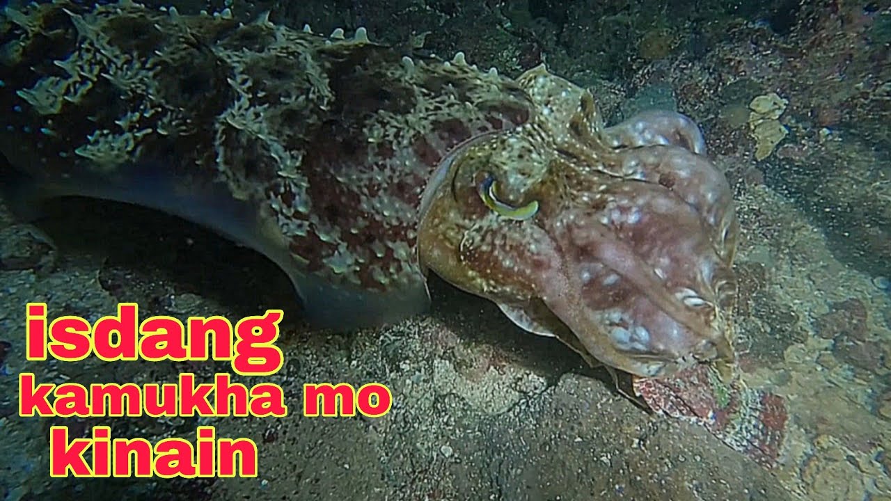 ep639 isdang kamukha mo kinain ng kulambutan 