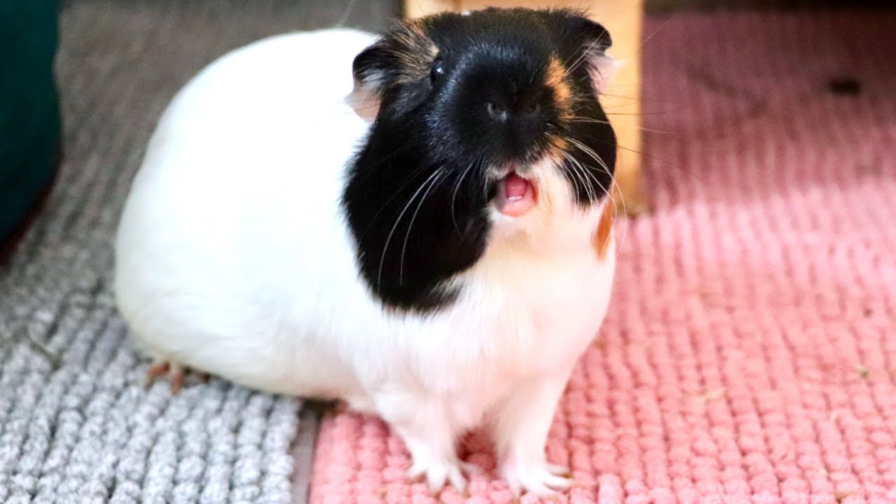 Guinea Pigs: Exotic Pets or Starter Pets?