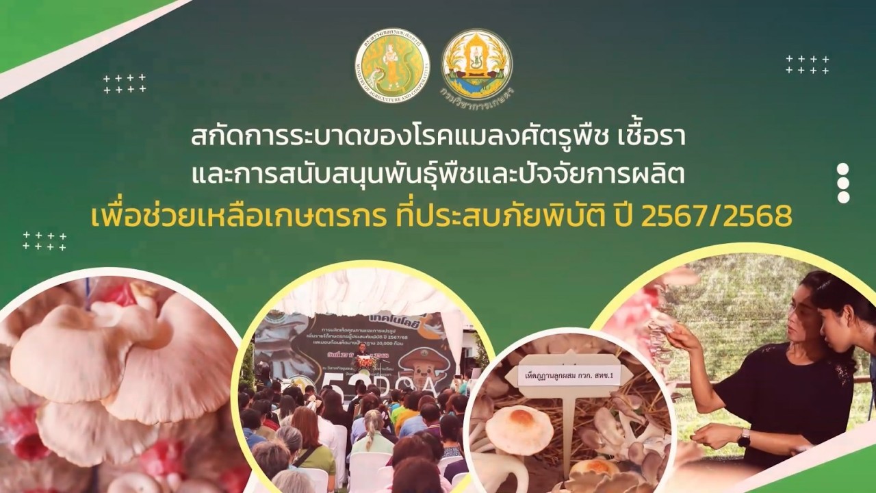เห็ดเศรษฐกิจ กรมวิชาการเกษตร เสริมสร้างรายได้ให้เกษตรกรไทยสู้ภัยพิบัติ