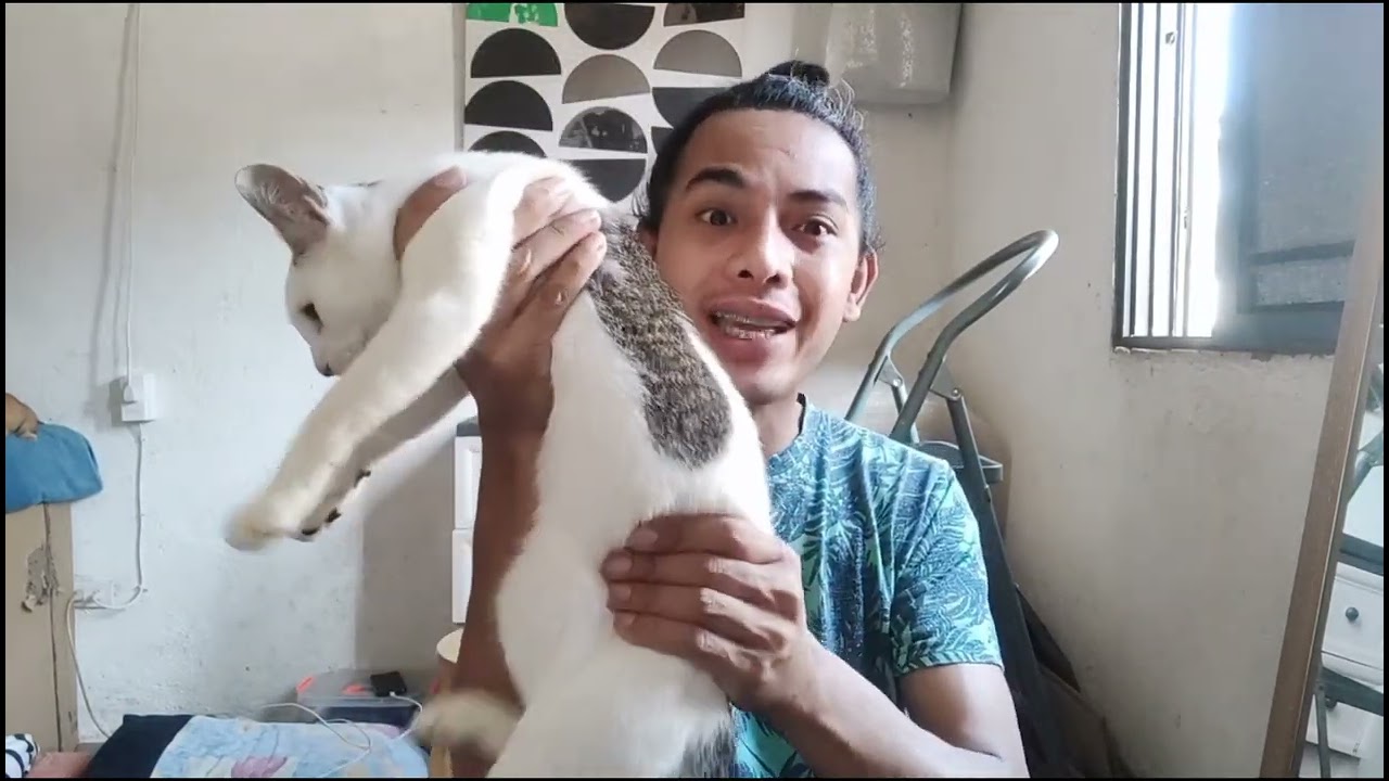 Anong gagawin kapag di makaihi o may dugo ang ihi ng aso o pusa?
