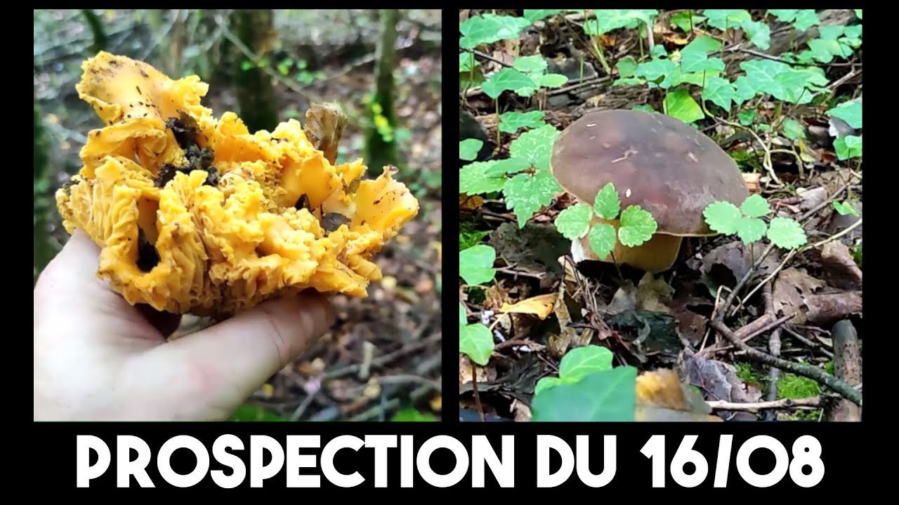 Girolles et cèpes bronzés - Prospection du 16/08
