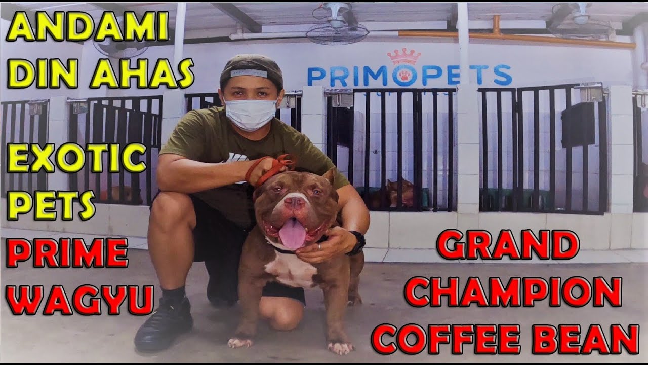 PRIMO PETS SOLID GRABE AMERICAN BULLY DOGS ANDAMI DIN SNAKES | DON RAIDER VLOG 109