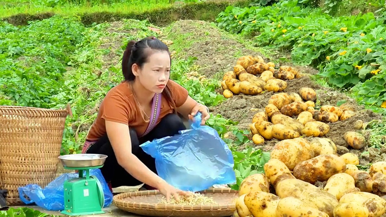 Why Sweet Potatoes Matter | Harvesting Sweet Potatoes & Soybeans for Market