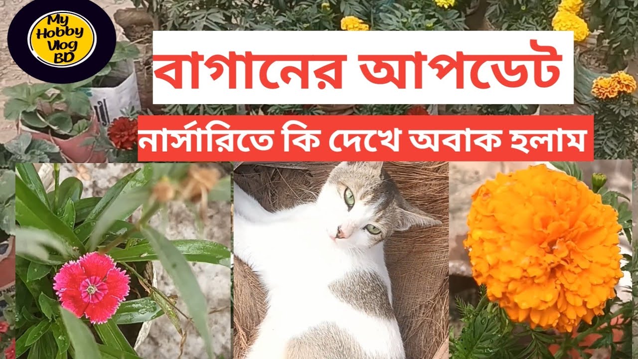 🌿নার্সারিতে কি দেখে অবাক হলাম | My Hobby Vlog BD