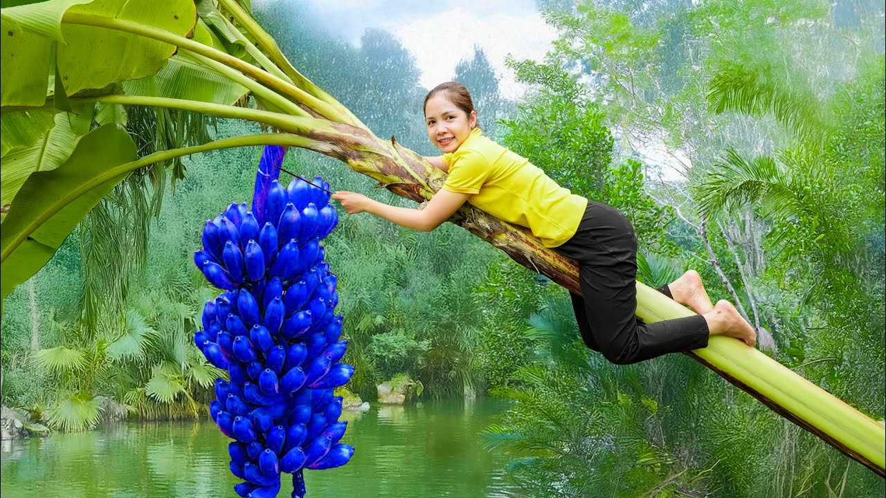 Harvesting 1000+ Giant Blue Bananas Goes to Market Sell, Cooking Food For Fish | Hanna Daily Life