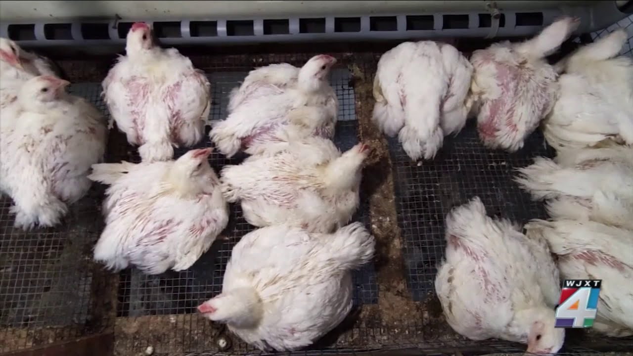 Doctors explain how bird flu infection could have spread to veterinarians
