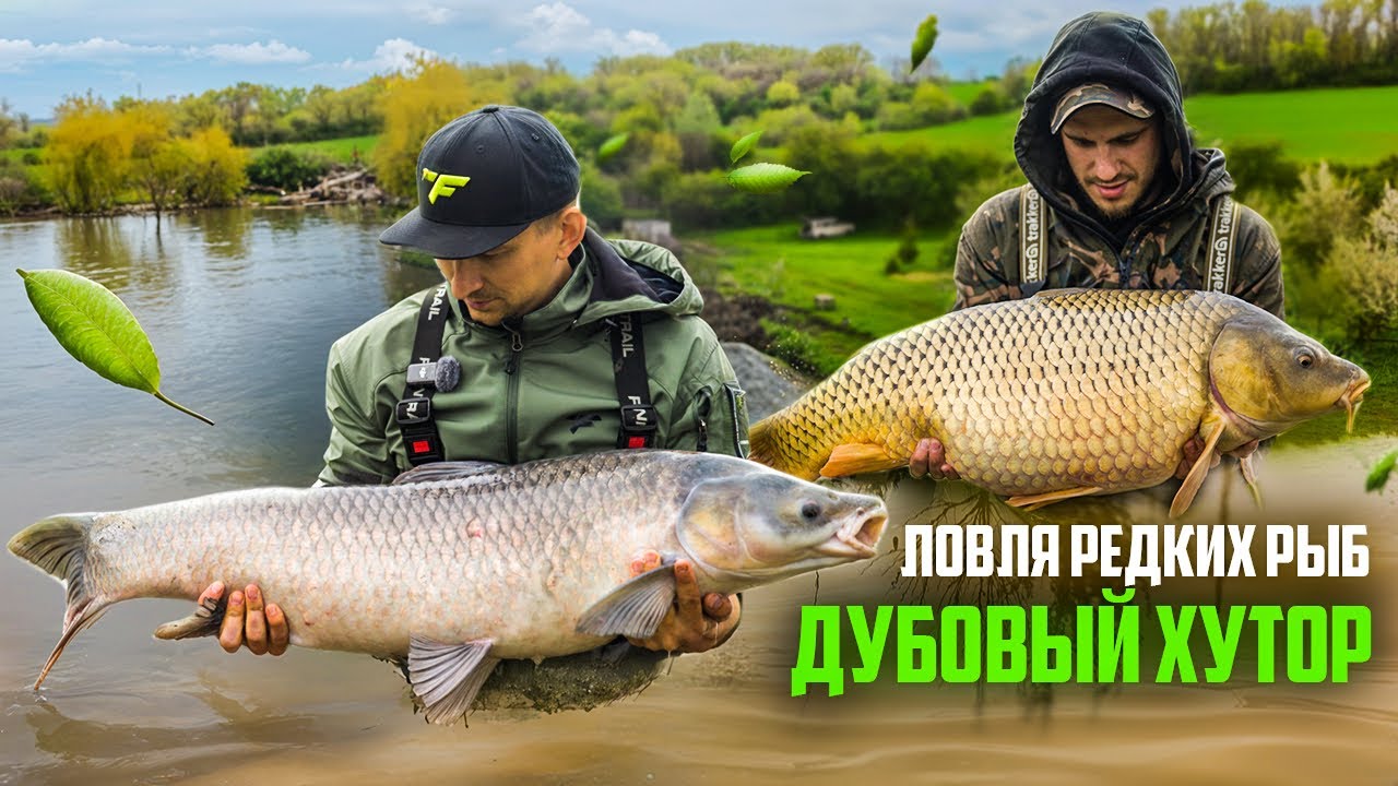 КАРПФИШИНГ 2025 ДЛЯ НОВИЧКОВ . ТРИЖДЫ ПОБИЛИ БИГ ФИШ. Ловля карпа. Дубовый хуторок