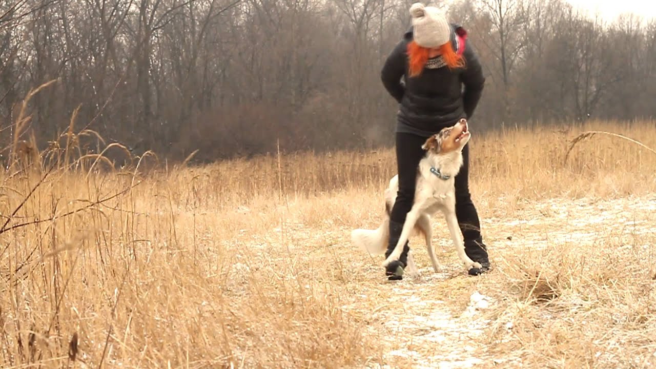 Border Collie Sorin - 10 months! Tricks, frisbee & obedience