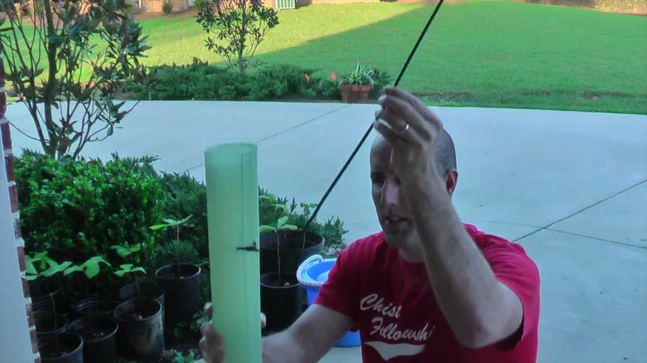 How To Grow Oaks From Acorns, Swamp Chestnut White Oak