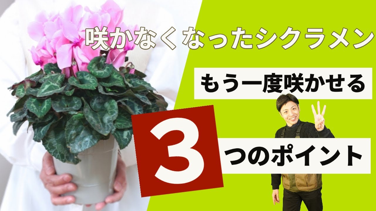 【最新】たった3つだけ‼︎咲かなくなったシクラメンもう一度咲かせるコツとは？