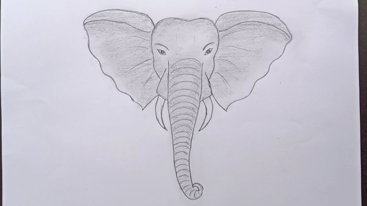 How to draw elephant face || elephant face drawing