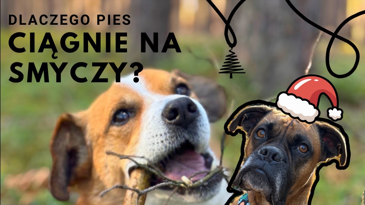 NAJPIERW ŹRÓDŁO PROBLEMU PSA #02